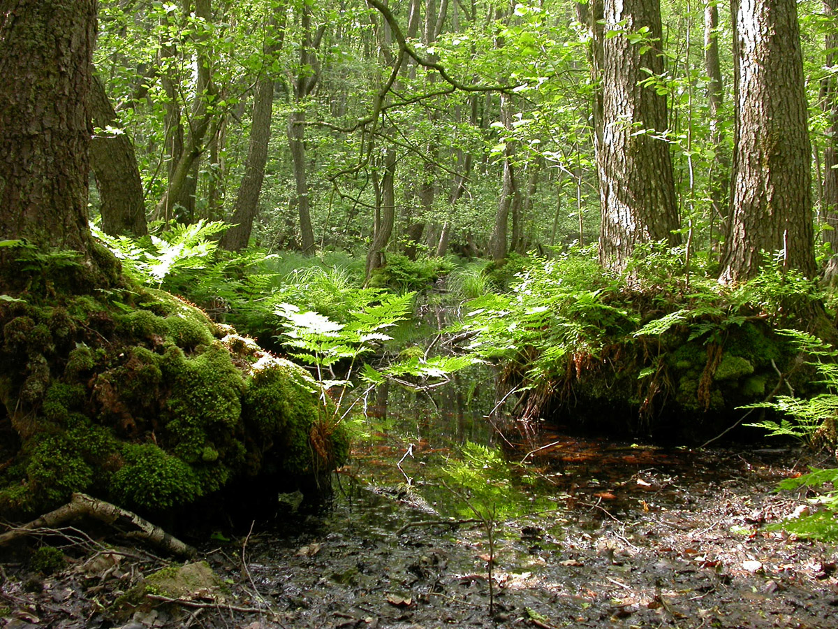 Stenshuvud. Foto: Kjell Carlsson