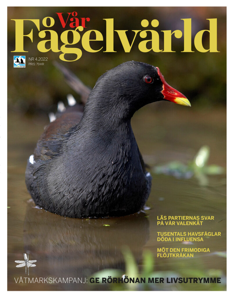 Vår Fågelvärld nr 4 2022
