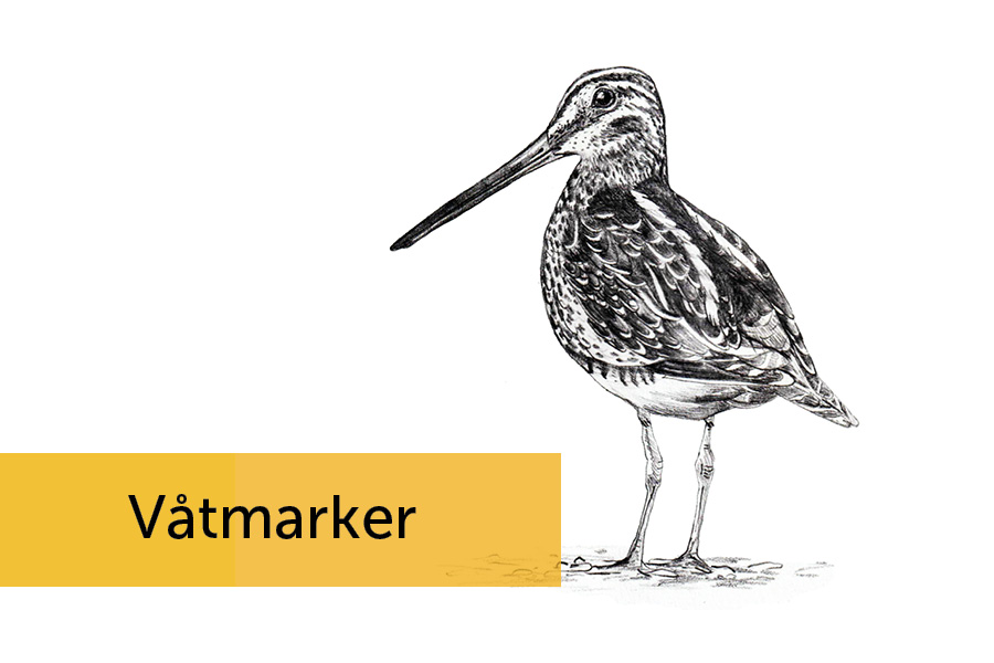enkelbeckasin våtmark,