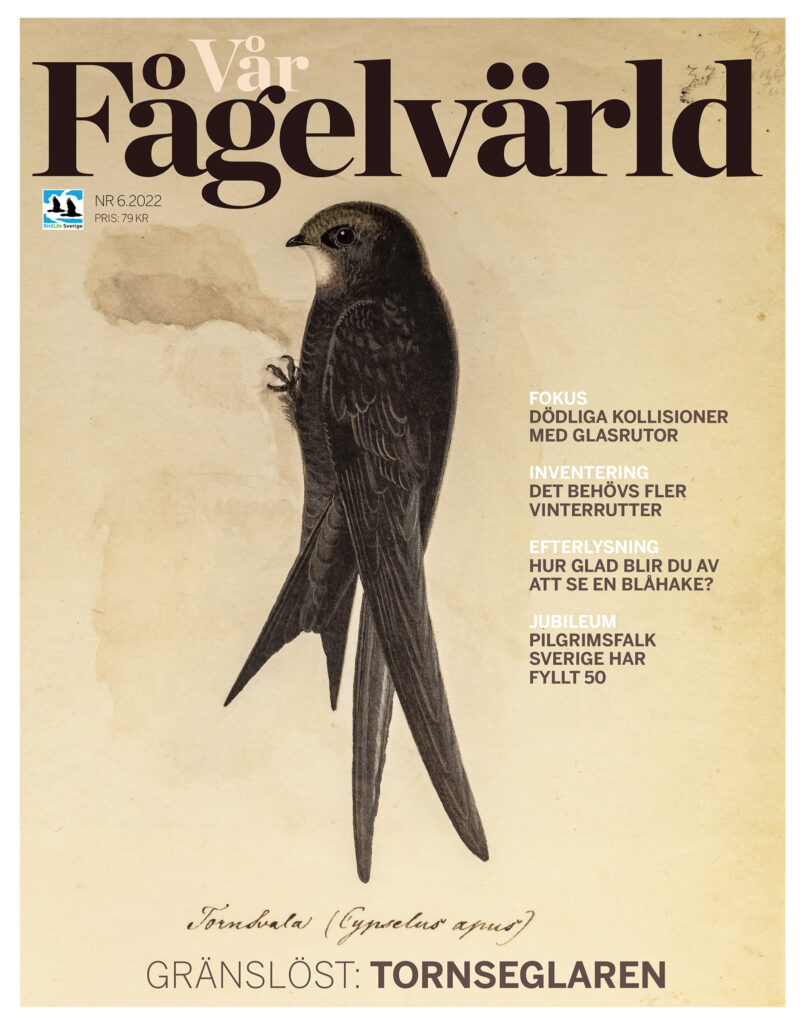 Vår Fågelvärld nr 6 2022