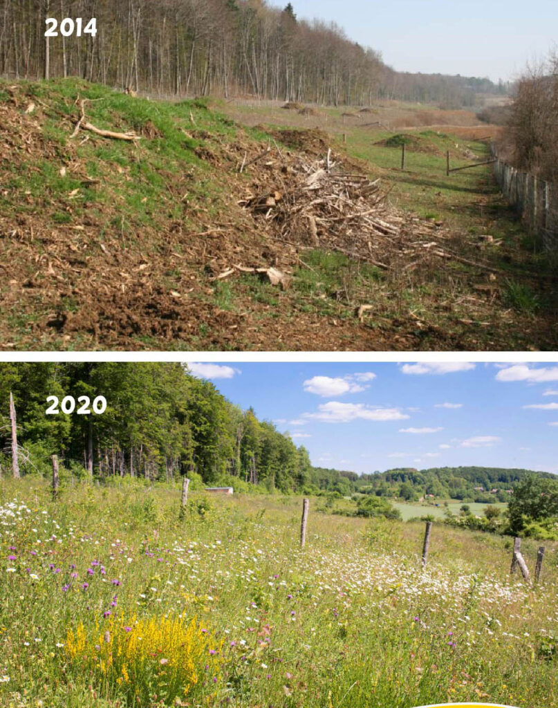 Restaurerad natur. Foto: BirdLife Euro and Central Asia