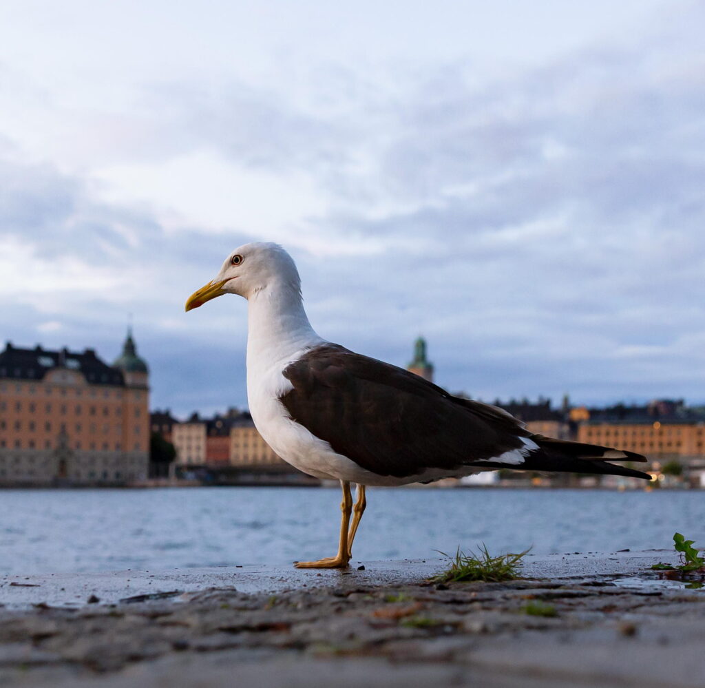 Foto på en östersjötrut