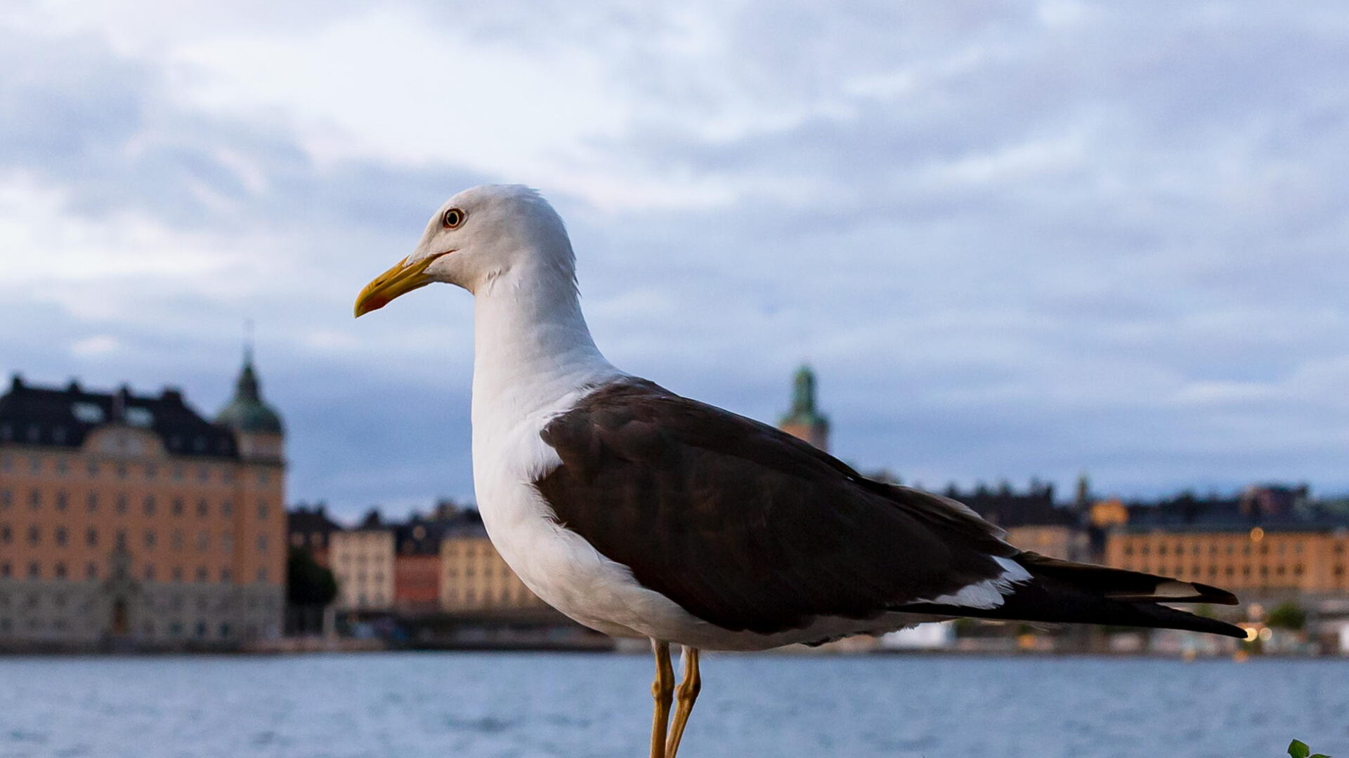 Foto på en östersjötrut